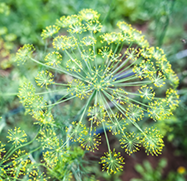 Herbs gone to seed