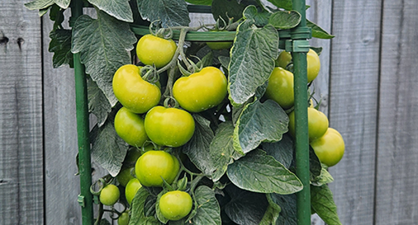 Tui 5 ways to grow tomatoes